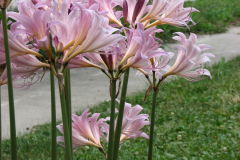 Naked-Ladies-2009-08-167