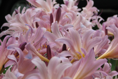 Naked-Ladies-2009-08-173