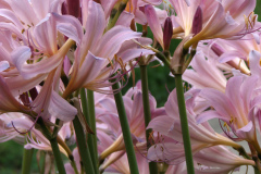 Naked-Ladies-2009-08-179