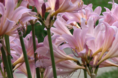 Naked-Ladies-2009-08-180