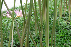Naked-Ladies-2009-08-185