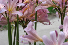 Naked-Ladies-2009-08-190