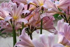 Naked-Ladies-2009-08-191