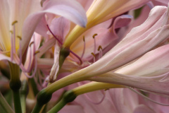 Naked-Ladies-2009-08-194