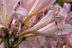 Naked-Ladies-2009-08-195
