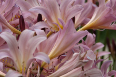 Naked-Ladies-2009-08-196