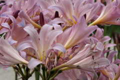 Naked-Ladies-2009-08-197