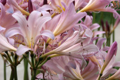 Naked-Ladies-2009-08-198