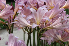 Naked-Ladies-2009-08-202