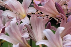 Naked-Ladies-2009-08-73