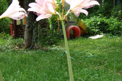 Naked-Ladies-8-08-1