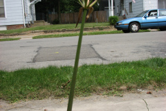 Naked-Ladies-8-08-11