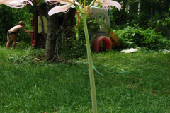 Naked-Ladies-8-08-14
