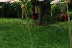 Naked-Ladies-8-08-15
