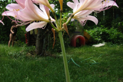 Naked-Ladies-8-08-18