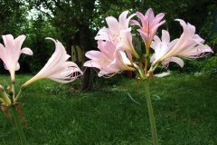 Naked-Ladies-8-08-19