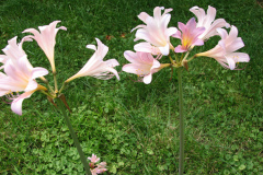 Naked-Ladies-8-08-2