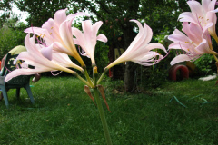 Naked-Ladies-8-08-20