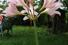 Naked-Ladies-8-08-21