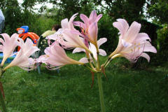Naked-Ladies-8-08-22