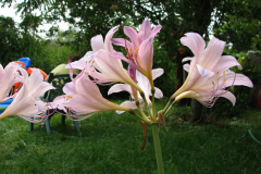 Naked-Ladies-8-08-23