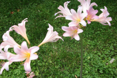 Naked-Ladies-8-08-3