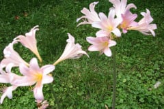 Naked-Ladies-8-08-3