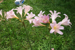 Naked-Ladies-8-08-4