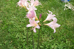 Naked-Ladies-8-08-5
