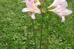 Naked-Ladies-8-08-6