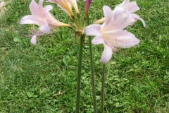 Naked-Ladies-8-08-7