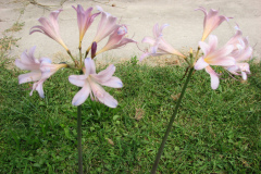 Naked-Ladies-8-08-8