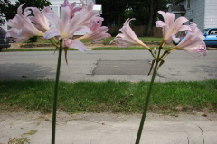 Naked-Ladies-8-08-9