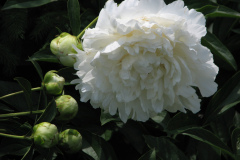 1_Peonies-White-36