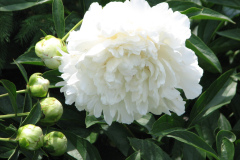 1_Peonies-White-37