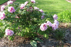 Peonies-5-09-001