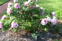 Peonies-5-09-004