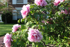 Peonies-5-09-005