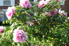 Peonies-5-09-006