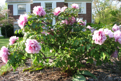 Peonies-5-09-011