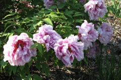 Peonies-5-09-012