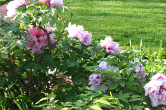 Peonies-5-09-013