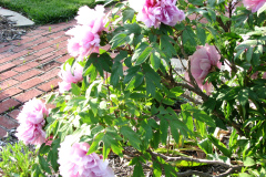 Peonies-5-09-014