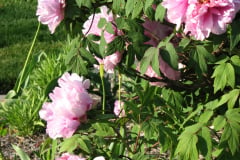 Peonies-5-09-019