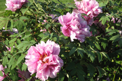 Peonies-5-09-020