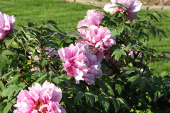 Peonies-5-09-021
