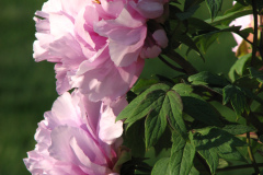 Peonies-5-09-023