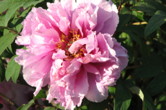 Peonies-5-09-026