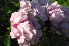 Peonies-5-09-028