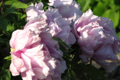 Peonies-5-09-029